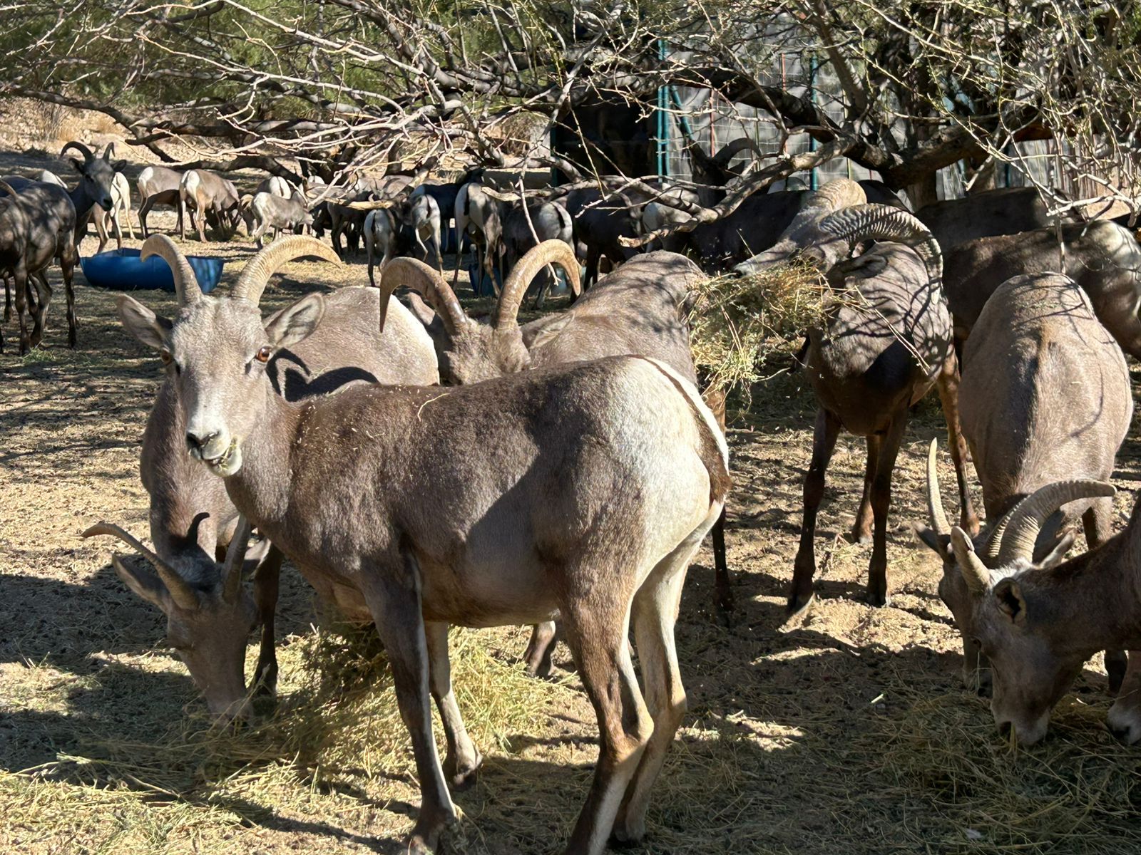 Contribuye Gobierno de Sonora a recuperación del borrego cimarrón con liberación de 20 animales: Celida López